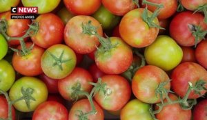 Virus de la tomate : premier cas détecté en France