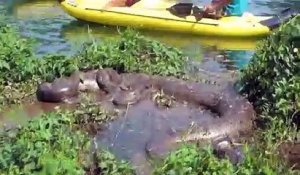 Des touristes en kayak découvrent un énorme anaconda en train de dormir