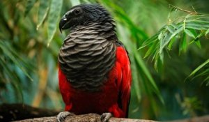 En Nouvelle-Guinée, le perroquet de Pesquet est surnommé «Dracula»