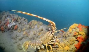 LE CAP D'AGDE - Les richesses de la biodiversité de la Réserve marine du Roc de Brescou, au large du Cap