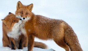 Il passe ses vacances à prendre des photos de renards dans le cercle arctique en Russie
