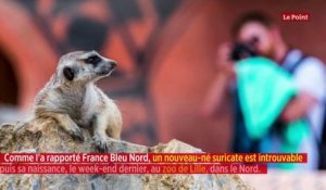 Au zoo de Lille, la mystérieuse disparition d'un bébé suricate