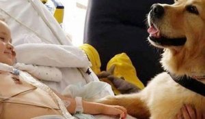En Angleterre, un chien thérapeutique a permis à un enfant de 3 ans à se remettre d'une maladie cérébrale