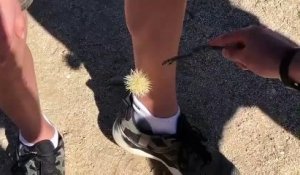 Un cactus bien décidé a rester collé sur les jambes