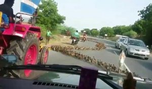 Des milliers de petits canards traversent la route