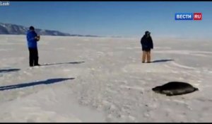 Otarie perdue : ces touristes creusent un trou dans la glace pour l'aider !