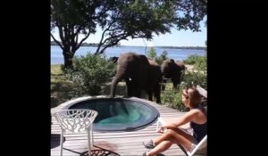 Regardez qui vient vider la piscine de ce lodge au Zimbabwe