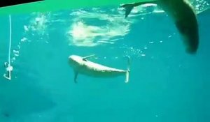 Ces dauphins viennent respirer l'air de ce tuyau dans l'aquarium