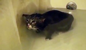 Ce pauvre chat miaule dans son bain