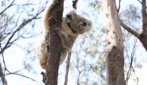 En Australie, des koalas sauvés des incendies sont relâchés dans la nature