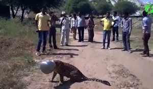 Sauvetage d'un jaguar qui a la tête coincée dans un pot