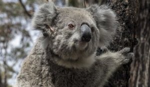 En Australie, des koalas retrouvent enfin la nature après les incendies