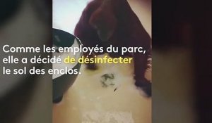 Un orang-outan aide au nettoyage d'un zoo en Australie, fermé à cause du coronavirus