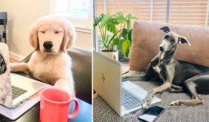 Confinement : un compte Instagram compile des photos amusantes de chiens en télétravail