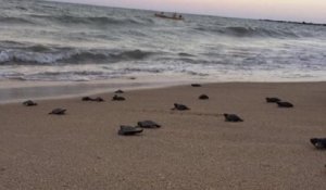 Profitant du confinement des humains, des tortues de mer sont nées sur une plage déserte du Brésil