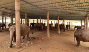 Coronavirus : des éléphants à touristes mal nourris menacés de mourir de faim en Thaïlande