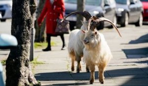 Un troupeau de chèvres sauvages prend le contrôle d'une ville galloise sous le regard amusé des habitants confinés