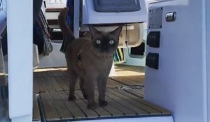 Ce chat qui voyage sur un bateau mène une vraie vie de marin