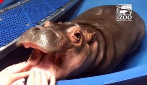 Ce bébé hippopotame passe chez le dentiste
