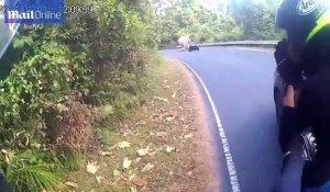Quand un motard croise la route d'un éléphant en colère