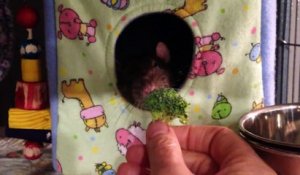 Regardez comment ce rat montre à son maitre qu'il déteste les brocolis