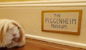 Cette jeune femme a fabriqué une galerie d'art miniature pour son cochon d'Inde