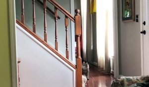 Ce chien joue tout seul à ramener la balle dans les escaliers !