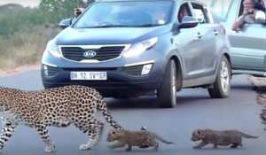 Cette maman léopard arrête la circulation pour apprendre à ses bébés comment traverser la route