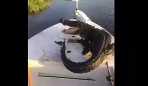 Monté sur leur bateau, ce crocodile ne veut plus descendre !