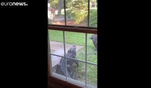 Un alligator se perd dans un jardin en Caroline du sud