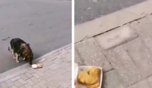 Un homme généreux offre ses nuggets à un chien errant