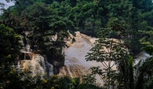 Ceux qui protègent les gorilles au Congo continuent de se faire assassiner