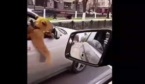 Il croise un automobiliste avec un passager très spécial... un lion