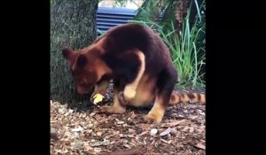 Ce bébé kangourou sort de la poche de maman pour la première fois