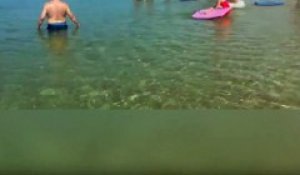 Une otarie nage à toute vitesse entre les jambes des touristes