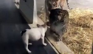 Ce petit chien hargneux n'a peur ni du tigre ni de la panthère... Courageux