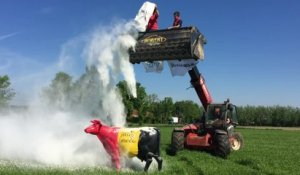 Les agriculteurs éparpillent du lait en poudre pour protester