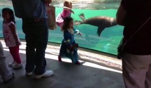 Ce lion de mer joue avec une fillette quand soudain...
