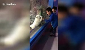 Un Loup Veut Jouer Avec Un Chien Tellement Mignon Sur Orange Videos