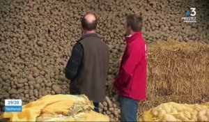 Agriculture : des pommes de terre à ne plus savoir quoi en faire
