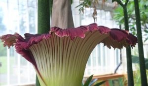 Floraison d'un arum titan au jardin botanique de Meise