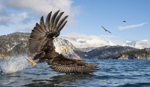 Un photographe immortalise un aigle en train d'attraper sa proie à la surface de l'eau