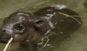 Un bébé hippopotame pygmée a vu le jour au zoo de San Diego, une première en 30 ans !