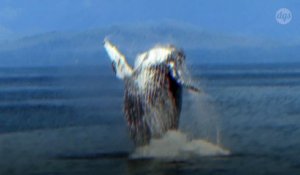 Les baleines à bosse susceptibles d’être percutées par les navires dans le détroit de Magellan