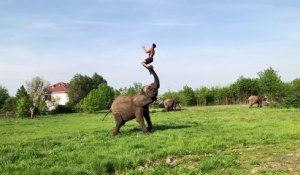 Duo incroyable entre un éléphant et un gymnaste