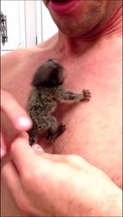 Quoi De Plus Mignon Que Ce Bebe Singe Marmoset Sur Orange Videos