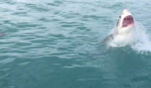 Un grand requin blanc vient chasser sous le nez de touristes