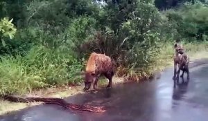 2 hyènes croisent la route d'un python