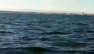 INSOLITE - Des dauphins à gogo dans l'Hérault