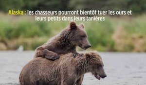 Alaska : les chasseurs pourront bientôt tuer les ours et leurs petits dans leurs tanières